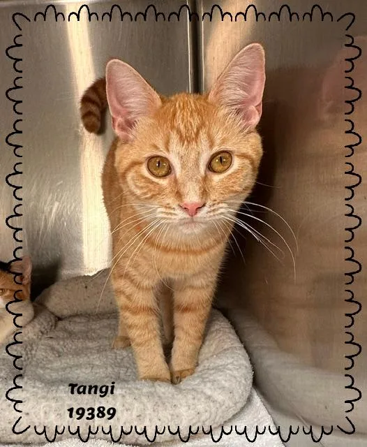 Tangi thumbnail 5