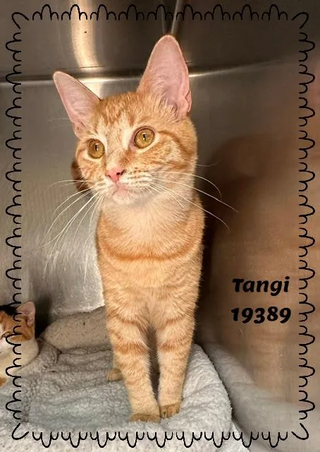 Tangi thumbnail 6