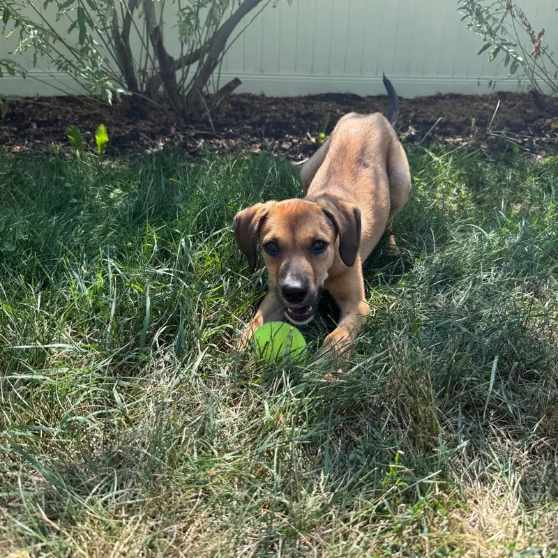 A baby medium-sized male Yellow / Tan / Blond / Fawn Coonhound dog named Maverick D for adoption in Minnetonka, MN