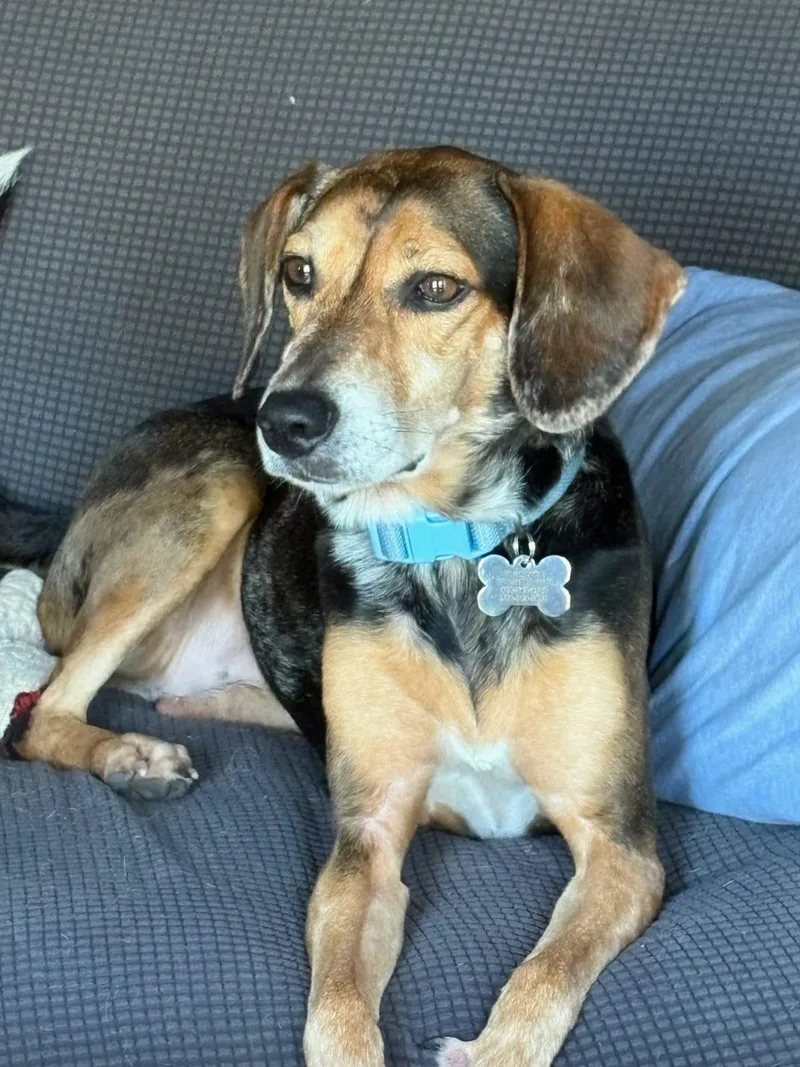 An adult small-sized female Beagle dog named Fable for adoption in Dunnellon, FL