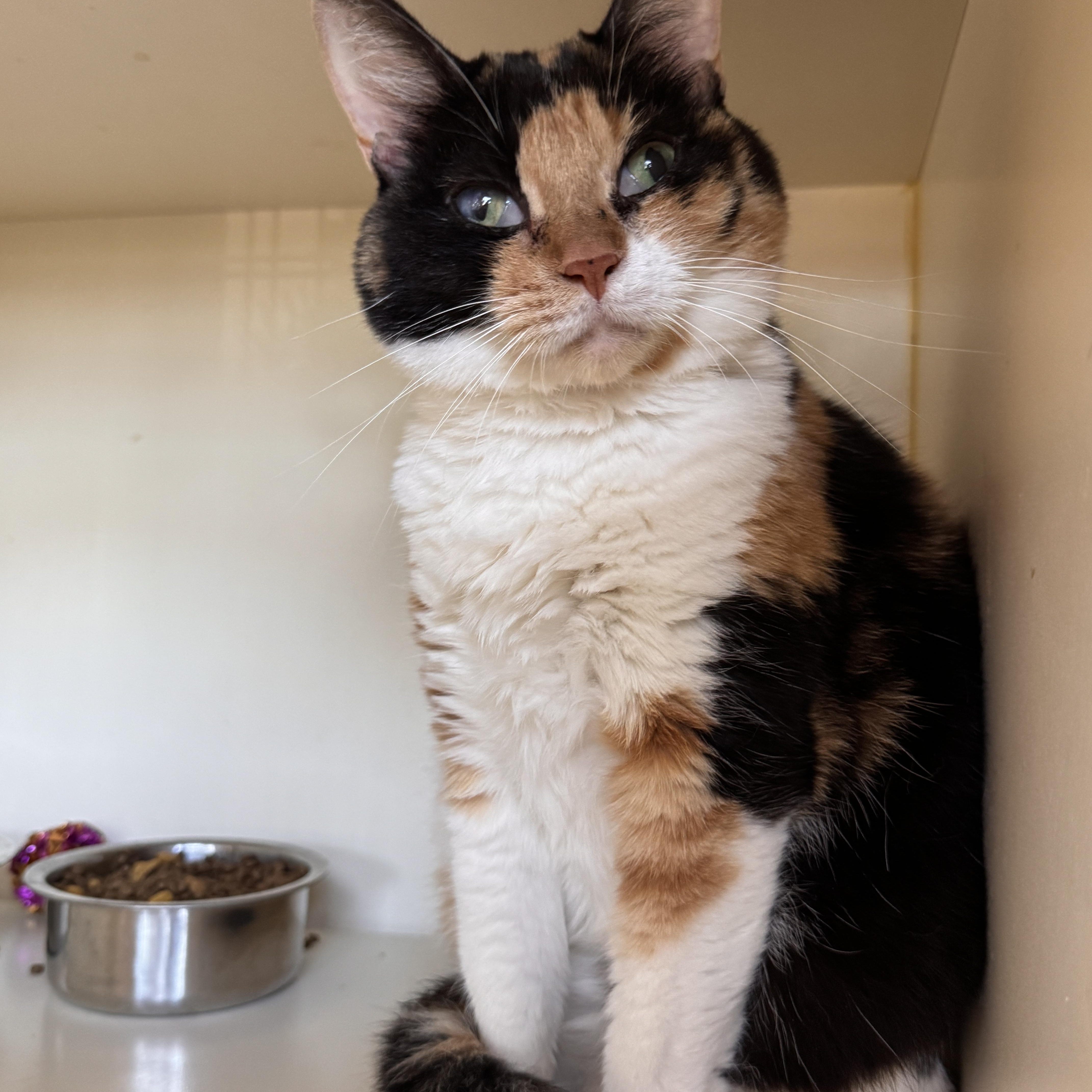 A young medium-sized female Calico Domestic Short Hair cat named Googly for adoption in Mokena, IL