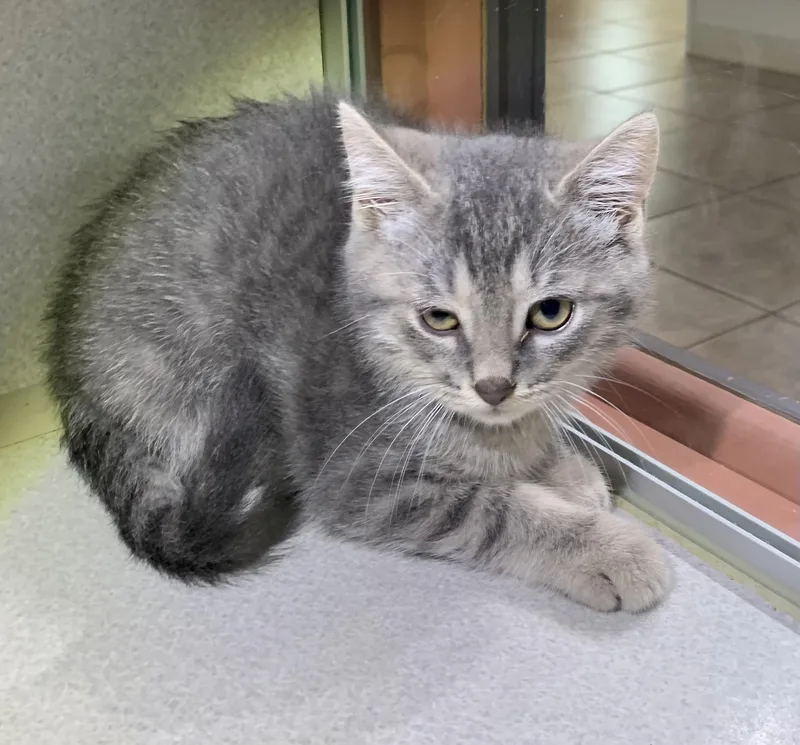 A baby medium-sized male Tabby (Gray / Blue / Silver) Domestic Short Hair cat named Biscuit for adoption in Massena, NY