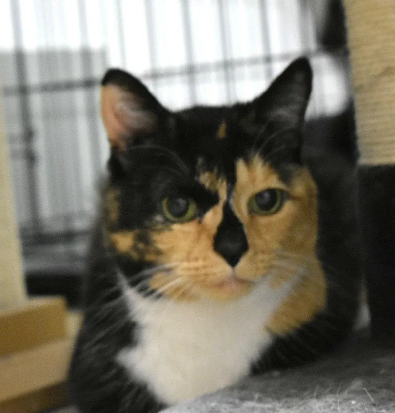 An adult medium-sized female Domestic Short Hair cat named Mia for adoption in Greenfield, IN