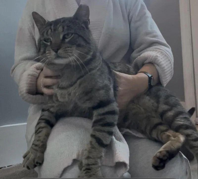 An adult large-sized male Tabby (Gray / Blue / Silver) American Shorthair cat named Sam The Lap Cat for adoption in West Chester, PA