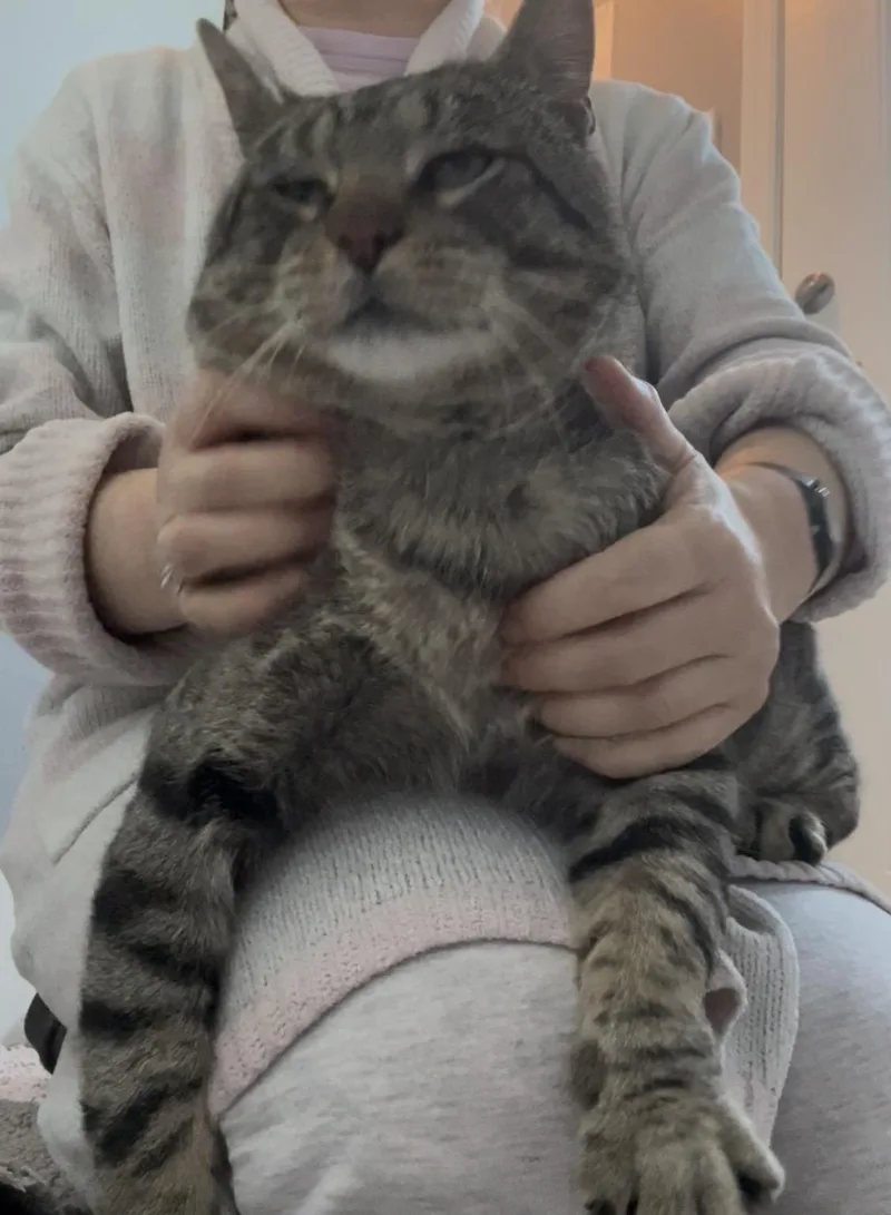 Sam The Lap Cat thumbnail 2