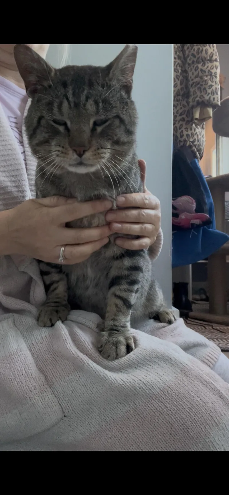 Sam The Lap Cat thumbnail 3