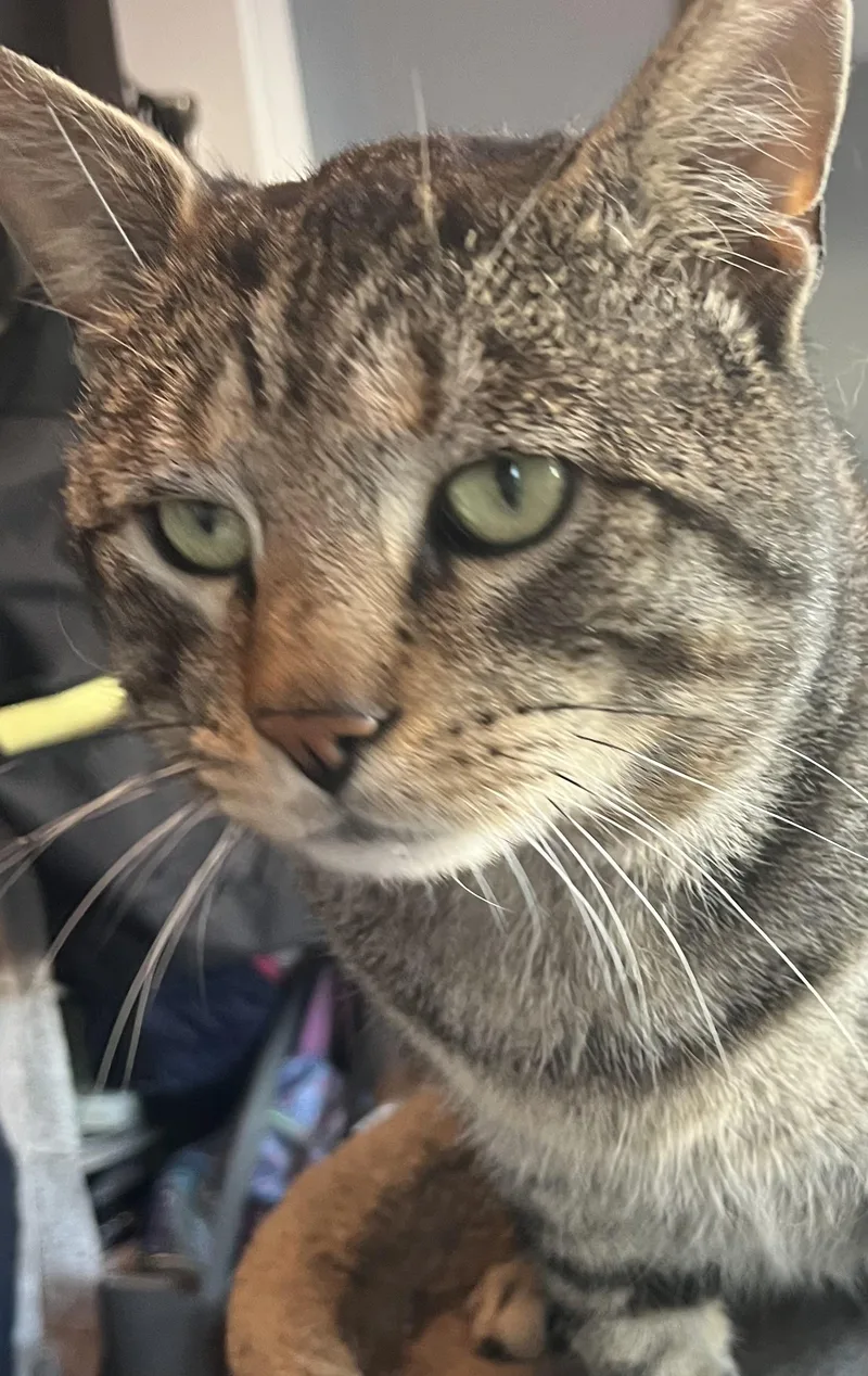 Sam The Lap Cat thumbnail 4