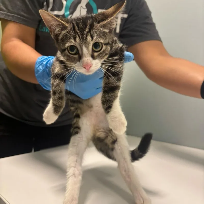 A baby small-sized female Brown / Chocolate Domestic Short Hair cat named Kendall for adoption in Mooresville, NC