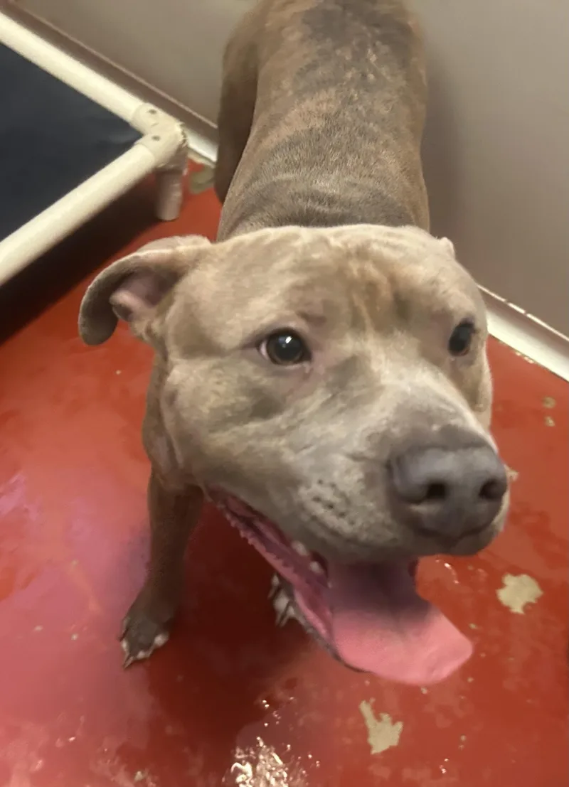 An adult medium-sized male Brindle Pit Bull Terrier dog named Johnny Bravo for adoption in Mason City, IA