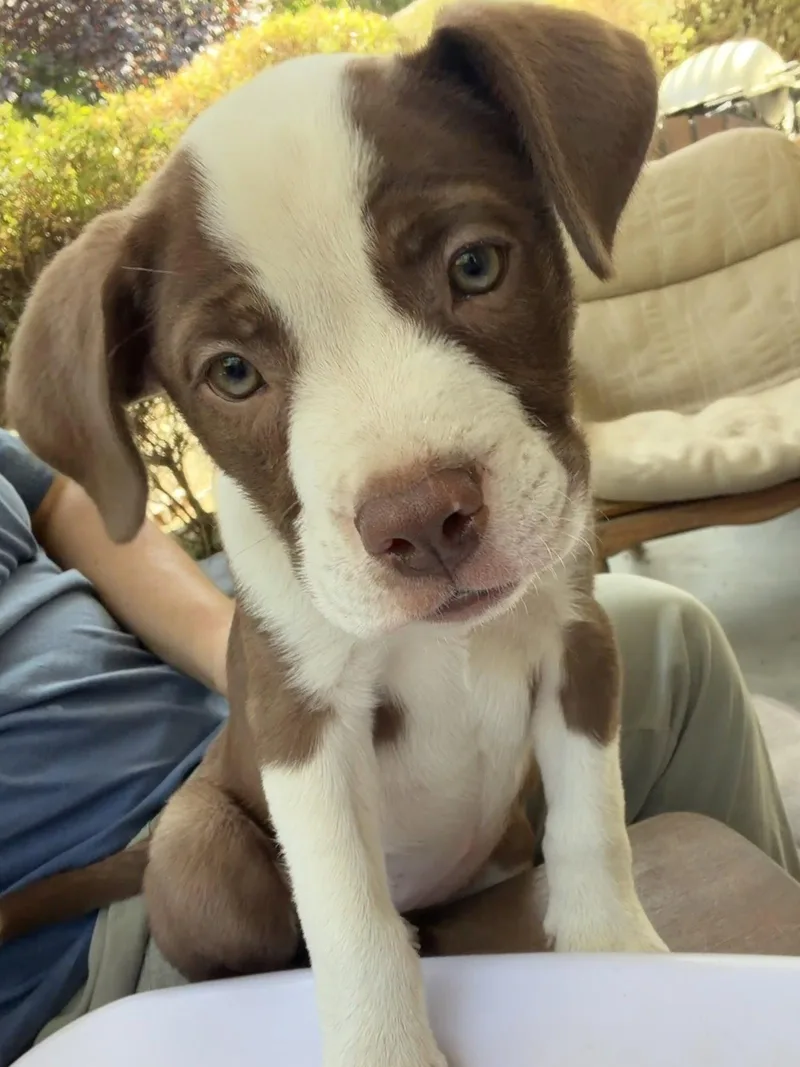 A baby medium-sized female English Bulldog dog named Frankie for adoption in Davis, CA