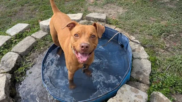 A young large-sized male American Staffordshire Terrier dog named Canary for adoption in Ocala, FL