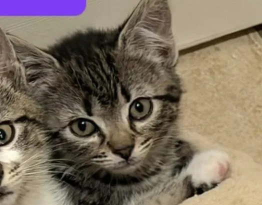A baby medium-sized female Tabby (Tiger Striped) Domestic Short Hair cat named Wilma for adoption in Wantagh, NY
