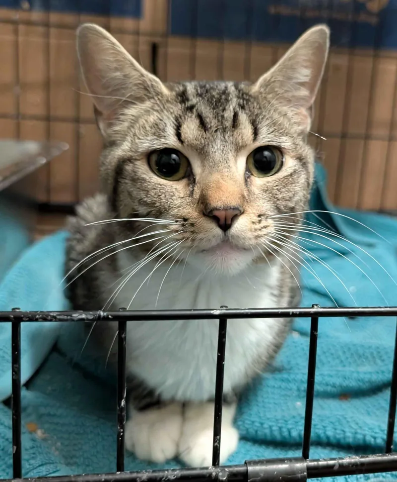A young medium-sized female Tabby (Brown / Chocolate) Domestic Short Hair cat named Patchesi for adoption in Seven Valleys, PA