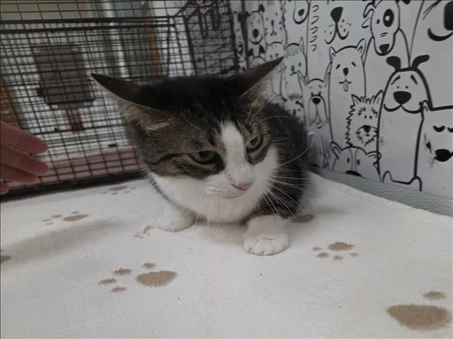 An adult medium-sized female Domestic Short Hair cat named Pearl for adoption in San Pedro, CA