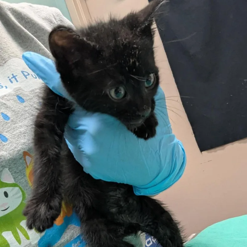 A baby small-sized male Black Domestic Medium Hair cat named Brocoli for adoption in Tacoma, WA