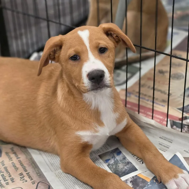 A baby medium-sized male White / Cream Australian Shepherd dog named Clyde JuM for adoption in Austin, TX