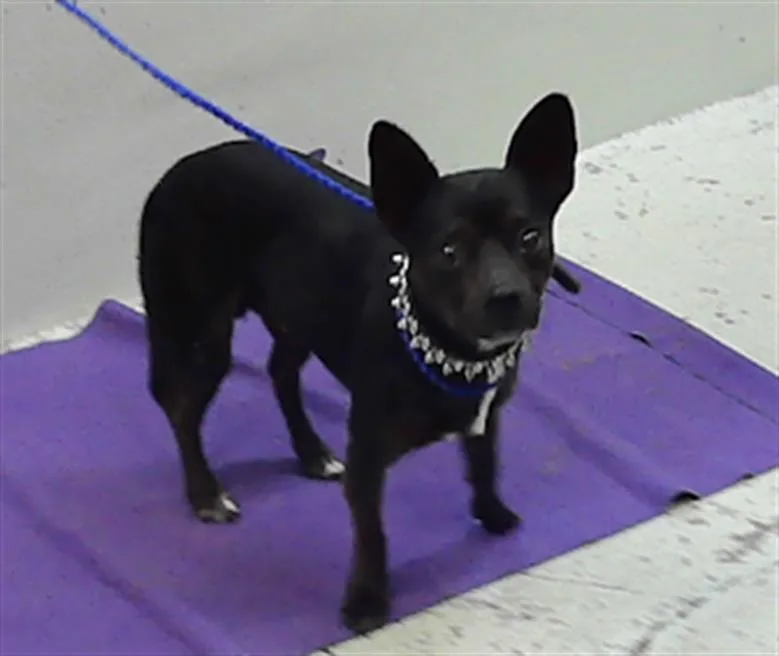 An adult small-sized male Chihuahua dog named Melvin for adoption in Houston, TX