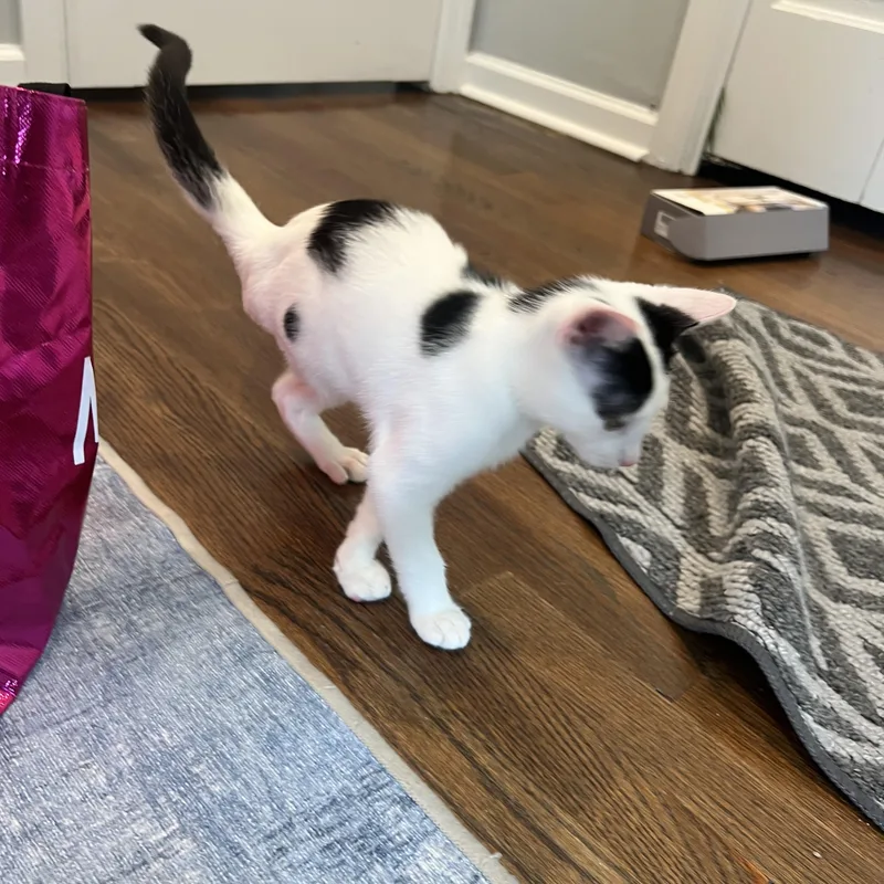 A baby medium-sized male Black & White / Tuxedo Domestic Short Hair cat named Tarzan for adoption in Morristown, NJ