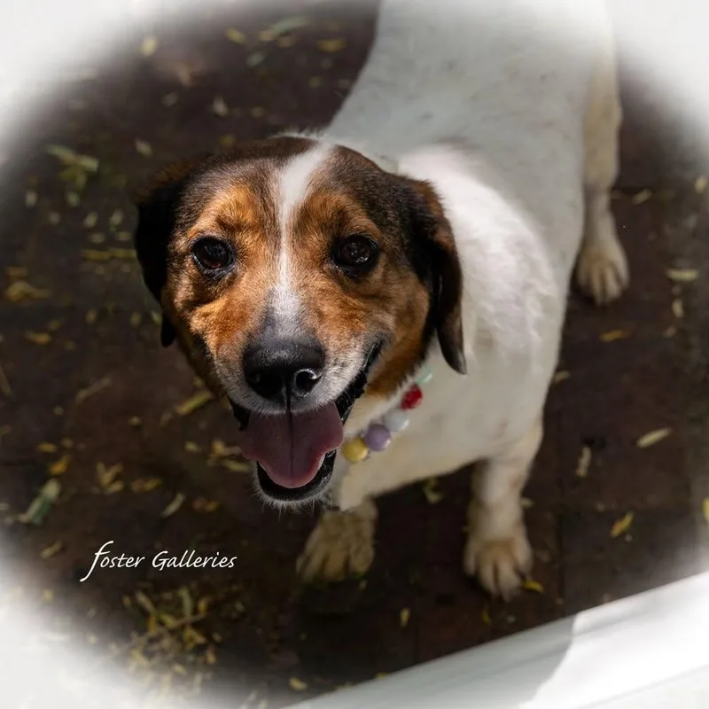 Tilly thumbnail 3
