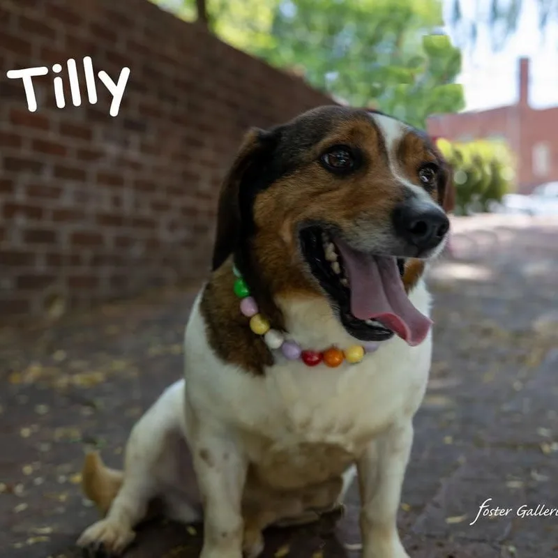 Tilly thumbnail 5