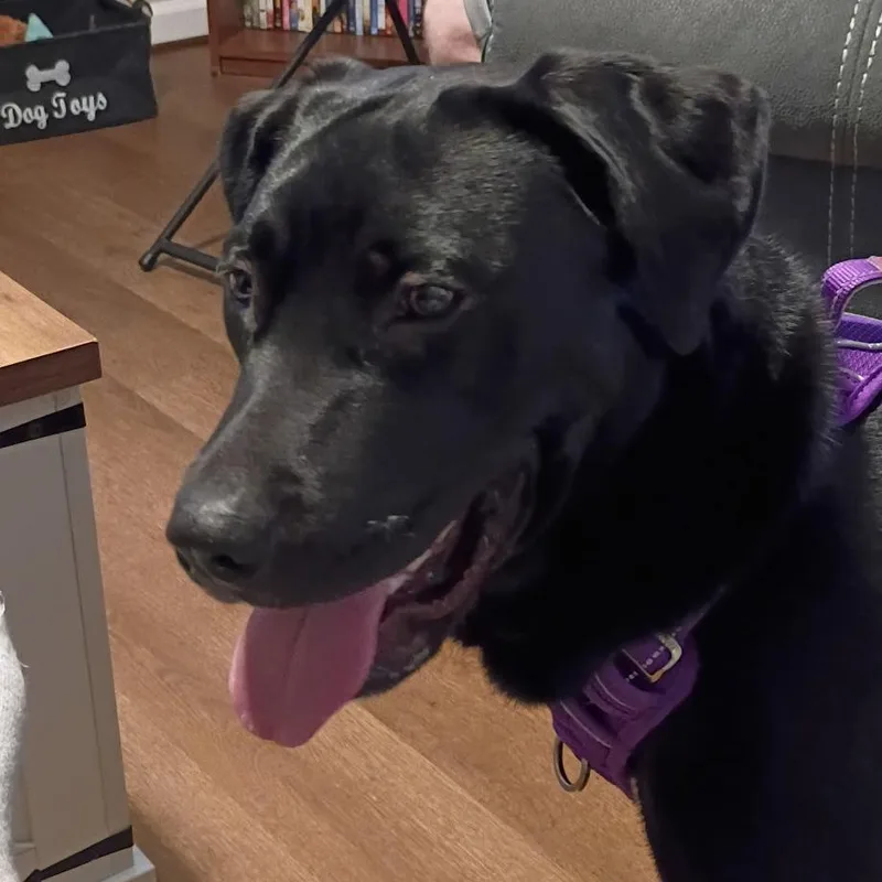 A young medium-sized female Black Labrador Retriever dog named Stormy for adoption in Lenoir, NC