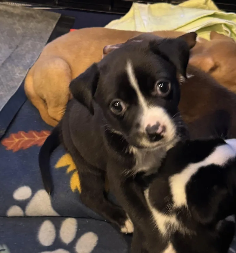 A baby medium-sized female Labrador Retriever dog named Samantha for adoption in Berlin, NJ