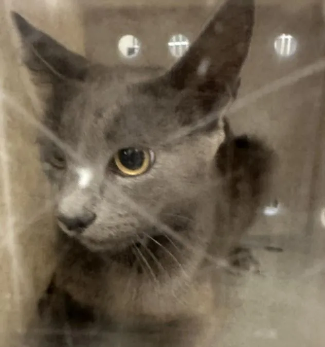A young large-sized female Domestic Short Hair cat named Shelly for adoption in San Pedro, CA