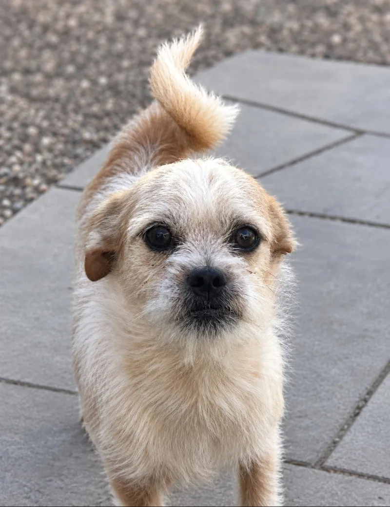 A young small-sized male White / Cream Wirehaired Terrier dog named Logan for adoption in Longmont, CO