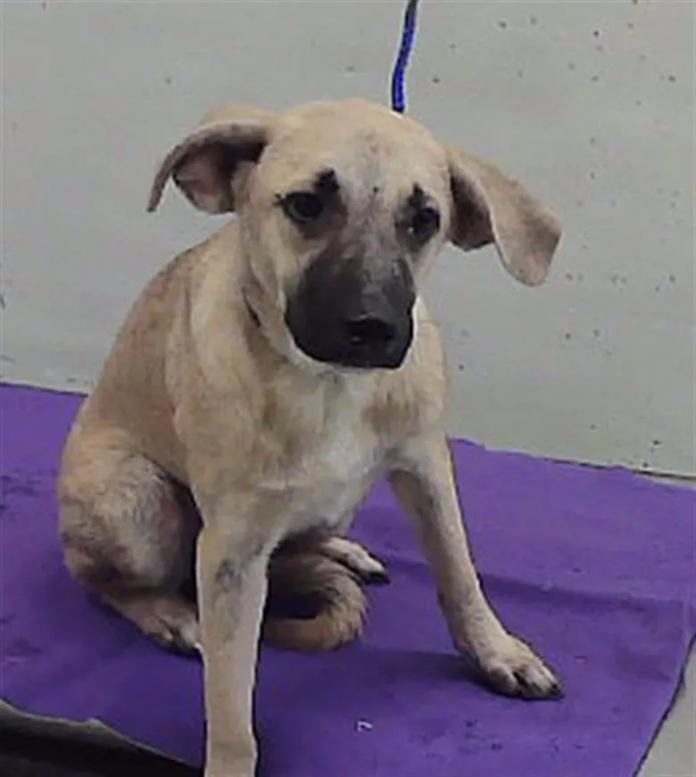 A baby small-sized female German Shepherd Dog dog named Stacey for adoption in Houston, TX