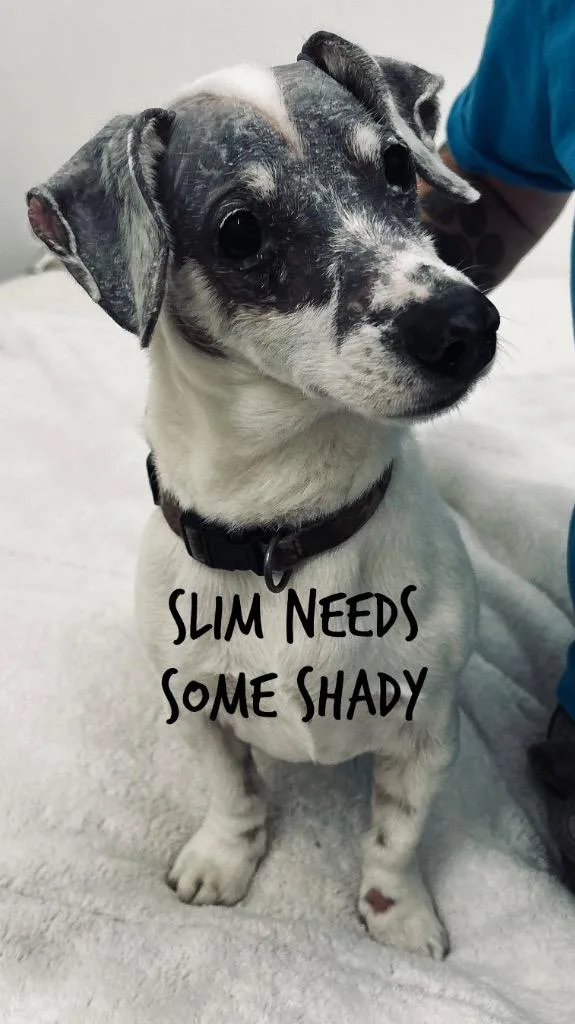 Slim Needs Some Shady