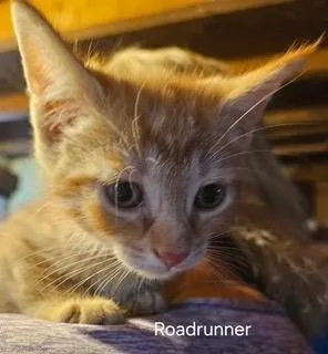 A baby medium-sized male Domestic Short Hair cat named Road Runner for adoption in Parkville, MD