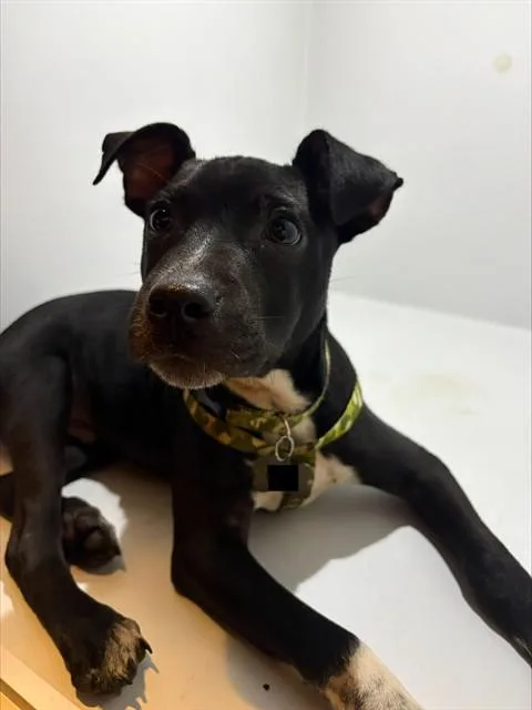A baby small-sized male Mixed Breed dog named Henry for adoption in Augusta, GA