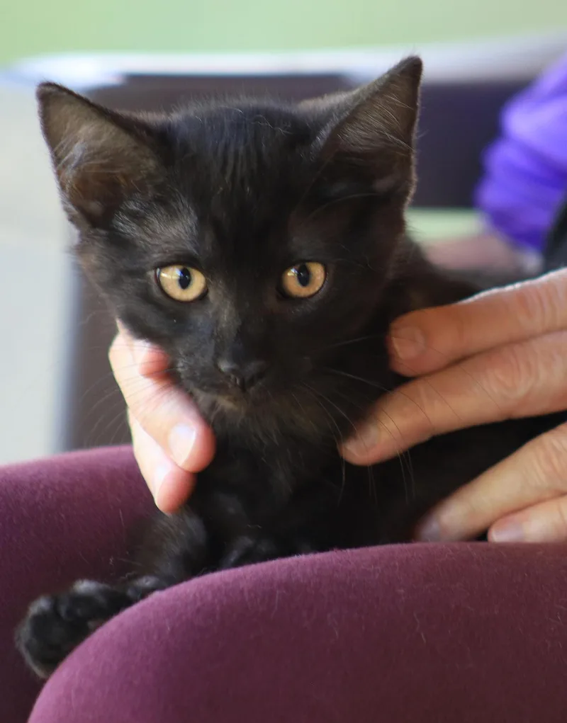 A baby medium-sized female Domestic Short Hair cat named Barbie for adoption in North Fort Myers, FL