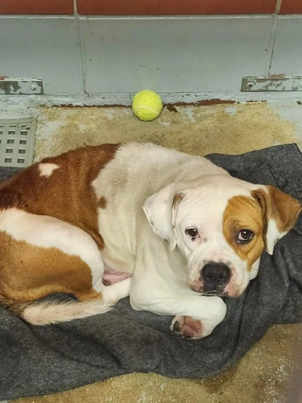An adult large-sized female Staffordshire Bull Terrier dog named Yvonnie for adoption in Houston, TX