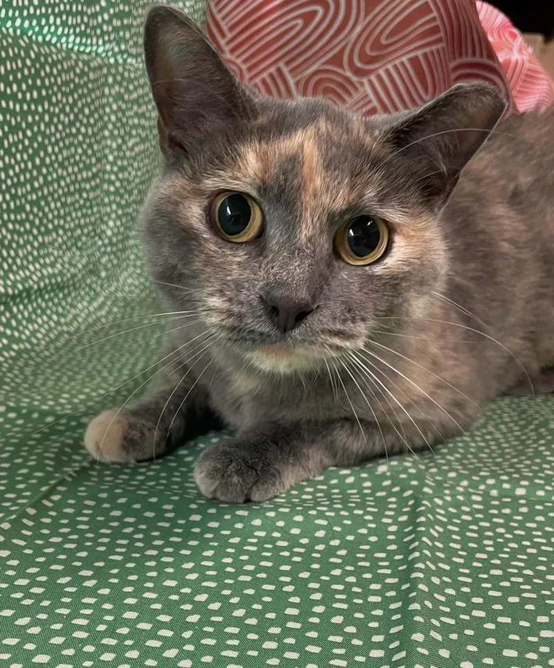 An adult large-sized female Domestic Short Hair cat named Sky for adoption in Omaha, NE