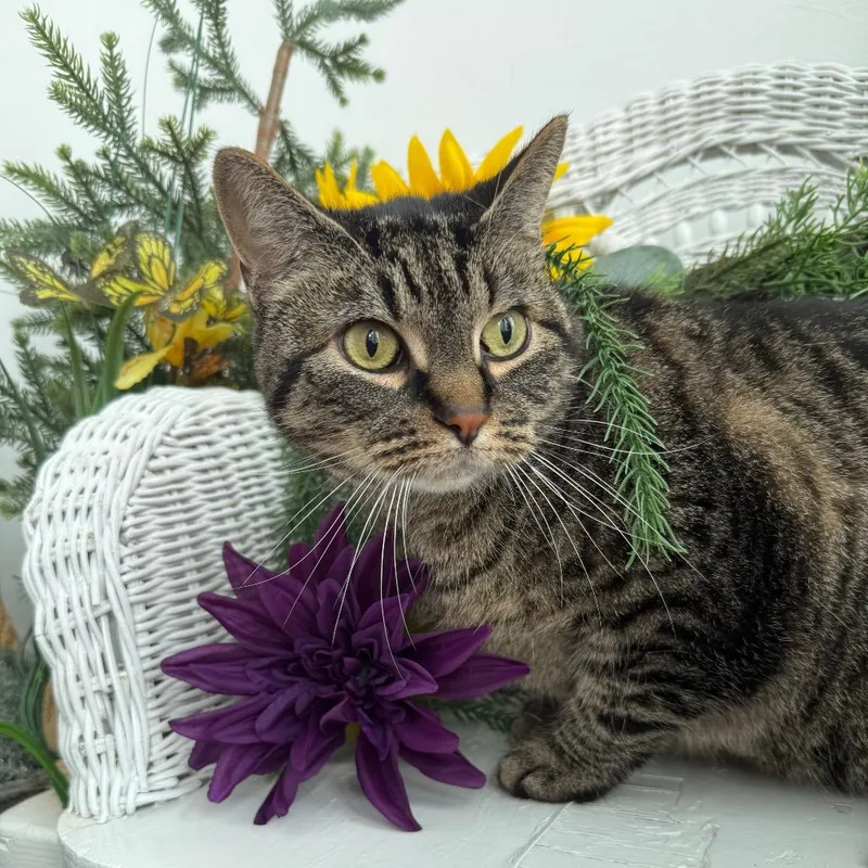 An adult small-sized male Brown / Chocolate Domestic Short Hair cat named Atticus KenDoll for adoption in Eaton Rapids, MI
