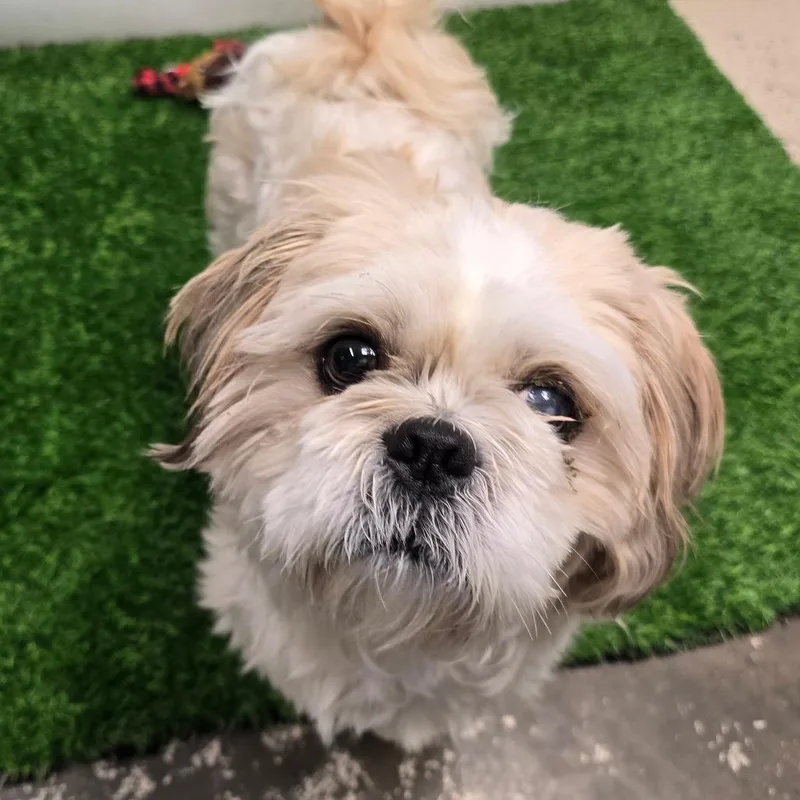 An adult small-sized male Yellow / Tan / Blond / Fawn Shih Tzu dog named Golden for adoption in Columbia, MO