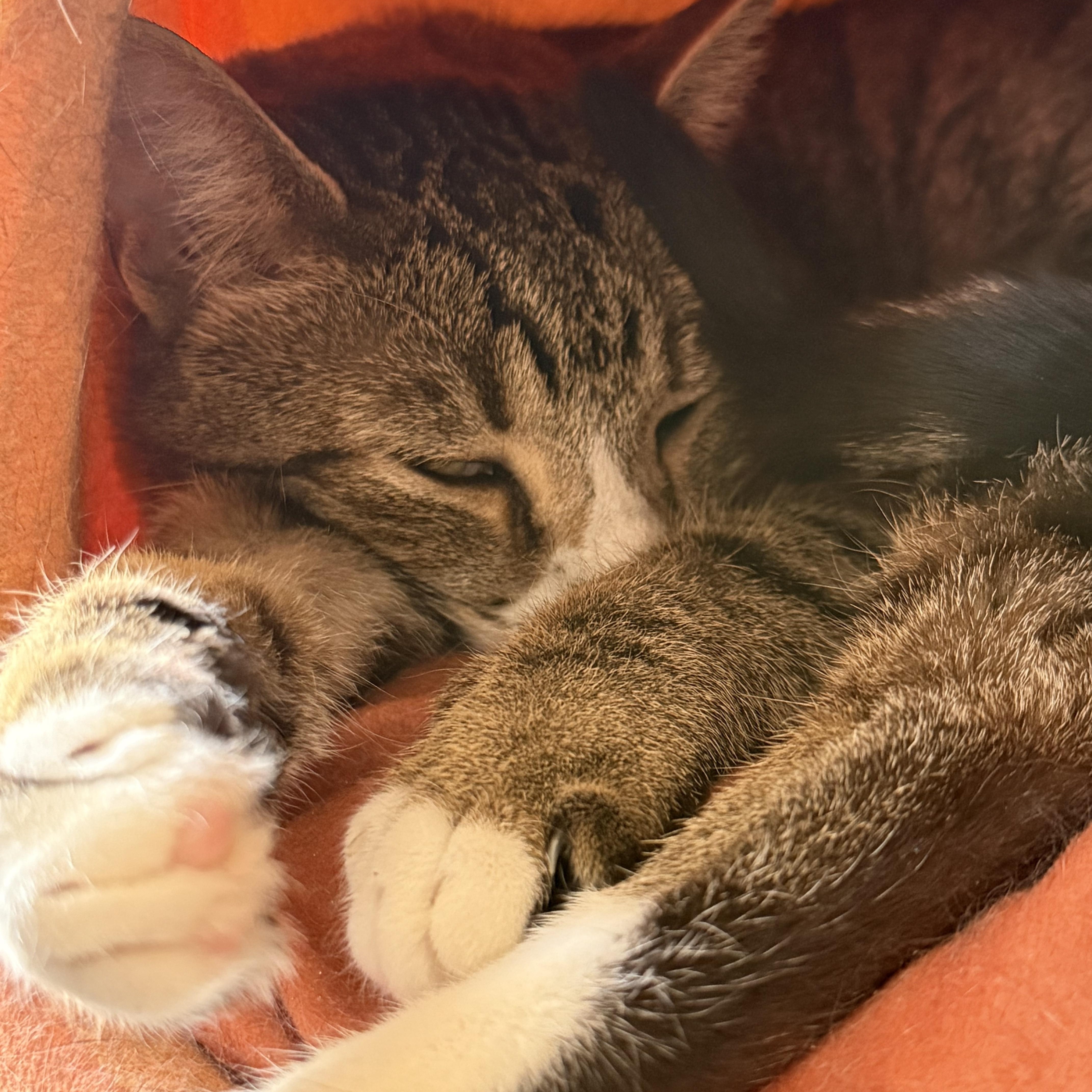 An adult medium-sized female Tabby (Buff / Tan / Fawn) Domestic Short Hair cat named Aphelion for adoption in Joliet, IL