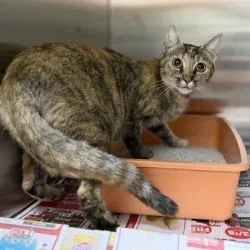 A young small-sized female Orange / Red Domestic Short Hair cat named Sammie for adoption in Bullhead City, AZ