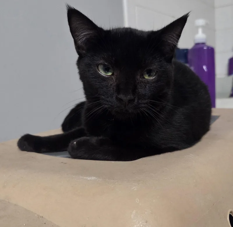 A young medium-sized male Black Domestic Short Hair cat named Glacier and Shenandoah for adoption in Fairfax, VA
