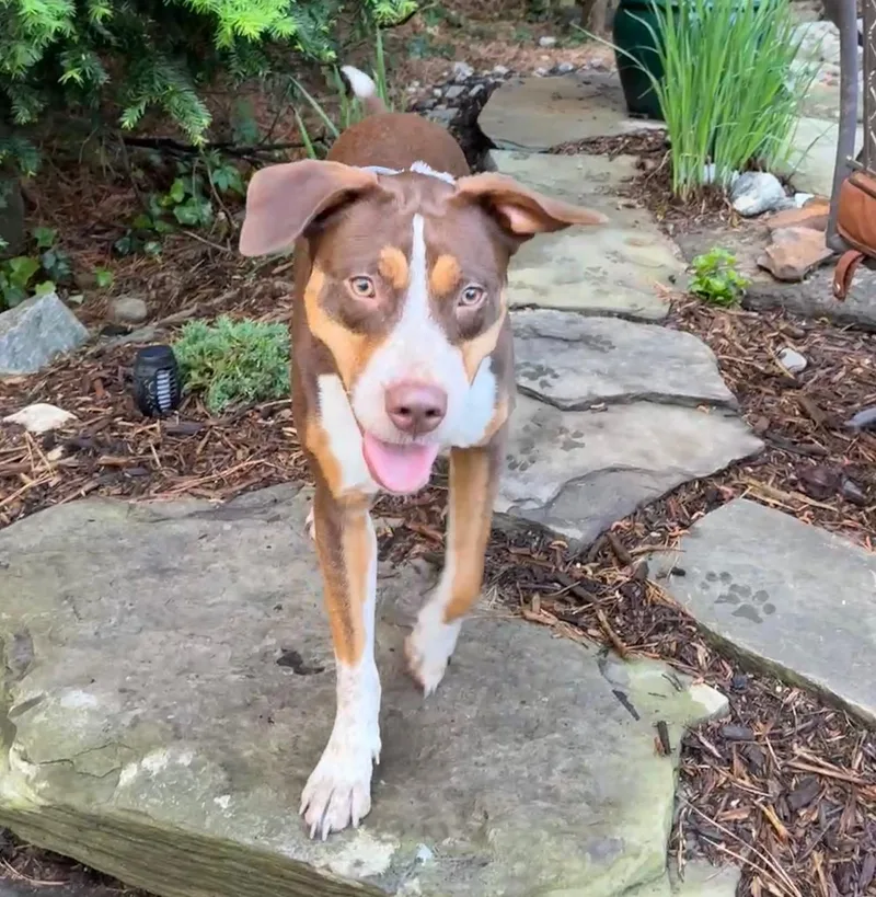 A young medium-sized female Pit Bull Terrier dog named Molly for adoption in Longview, TX
