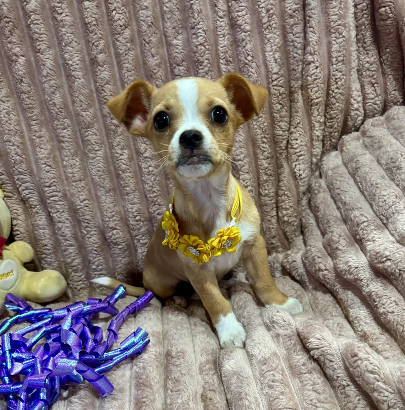 Pixie