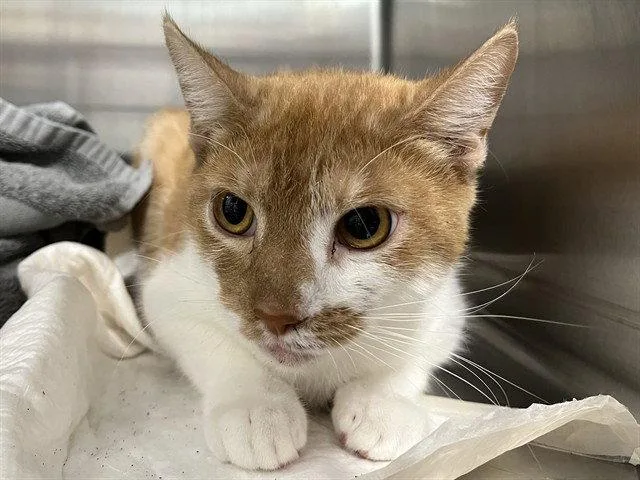 An adult large-sized male Orange / Red Domestic Short Hair cat named Venice for adoption in Tavares, FL