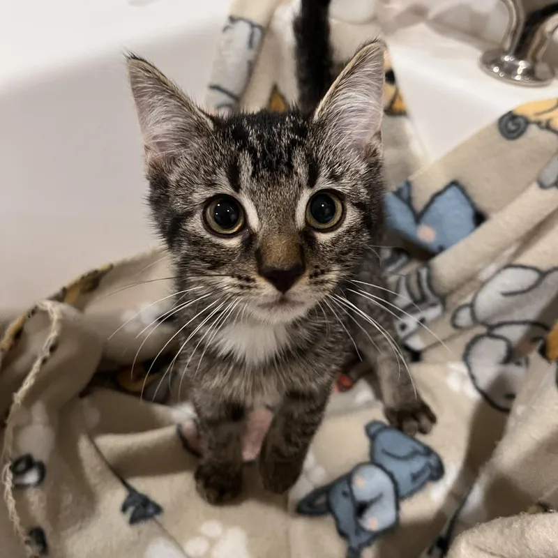 A baby small-sized female Domestic Short Hair cat named Quinley for adoption in Washburn, MO