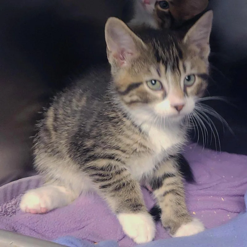 A baby medium-sized male Brown / Chocolate Domestic Short Hair cat named Huey for adoption in Plover, WI