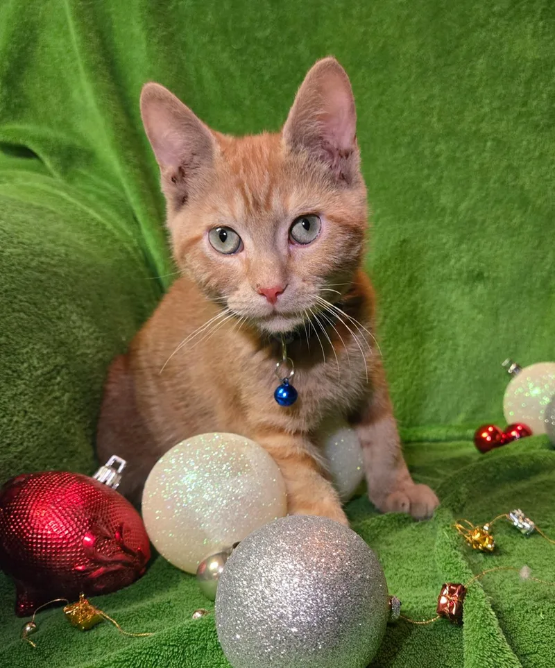 Garffiljorg thumbnail 2