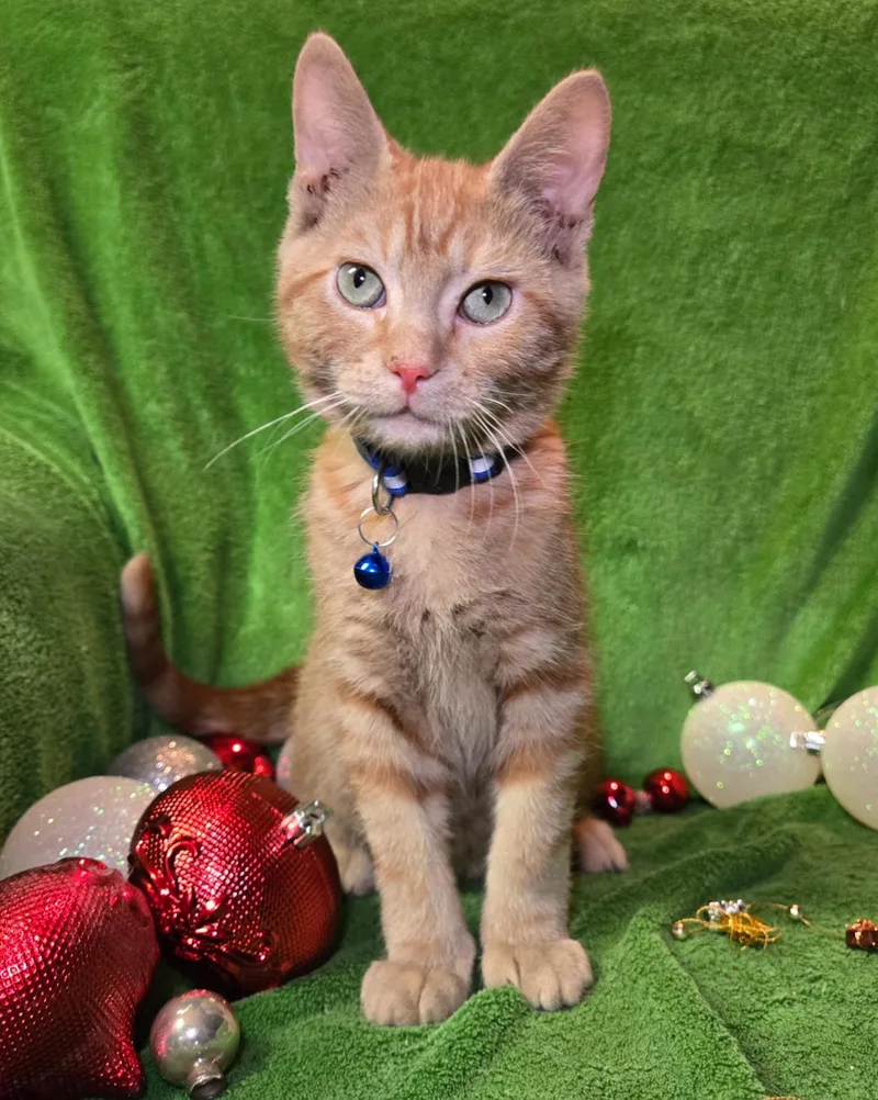 Garffiljorg thumbnail 3