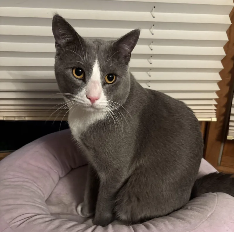 An adult medium-sized male Domestic Short Hair cat named Ash for adoption in Honeoye, NY