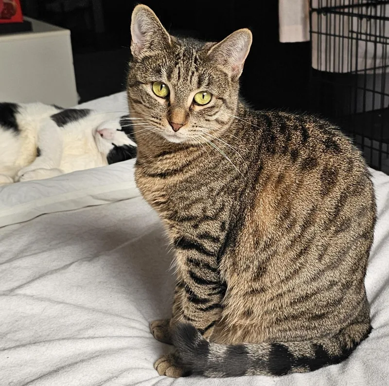 A young medium-sized female Tabby (Brown / Chocolate) Domestic Short Hair cat named Libby for adoption in Ridgefield, CT