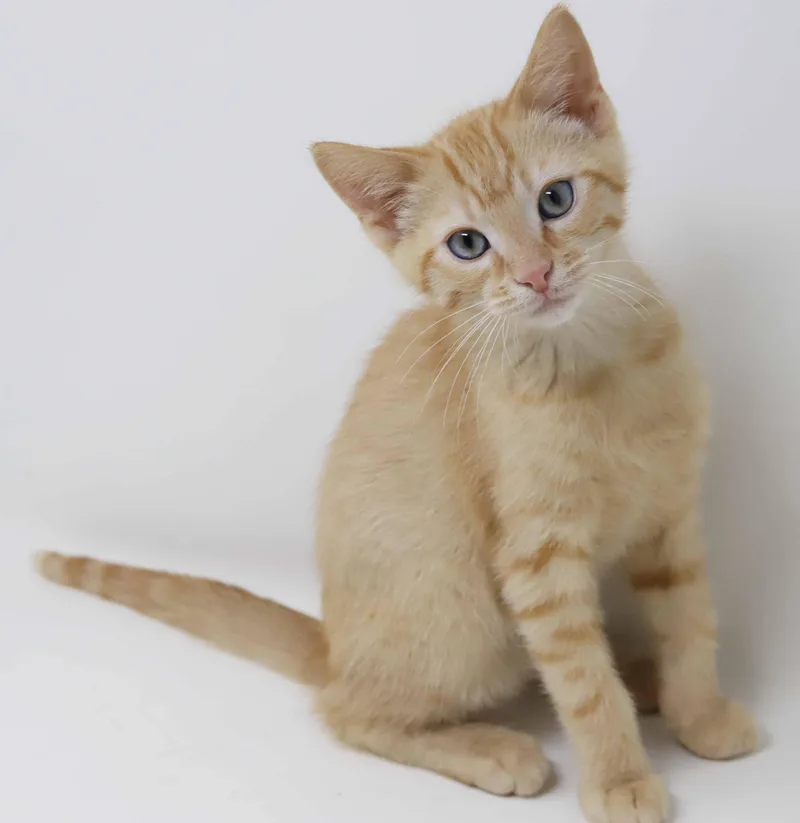A baby small-sized male Orange / Red Tabby cat named Orbit is only the for adoption in Bedford Hills, NY